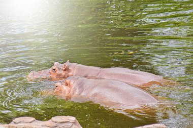 İki Hippopotamus Po su yüzeyi üzerinde yüzen zevk