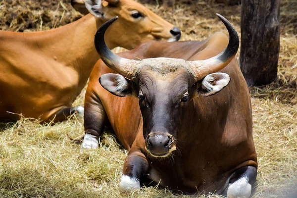 Bahçede oturan Bos Javanicus 'un yakın çekimi.