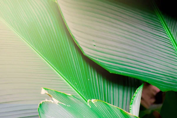 Bahçede yumuşak güneş ışığı olan yeşil yaprağın yakın çekimi, taze yeşil