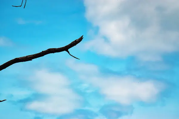 Getrockneter Zweig am blauen Himmel — Stockfoto