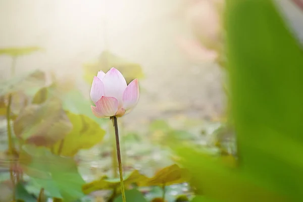 Lotus rose frais avec lumière du soleil dans l'étang — Photo