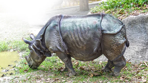 Viejo rinoceronte disfrutando de comer hierba en el jardín, el Ceratother más antiguo —  Fotos de Stock