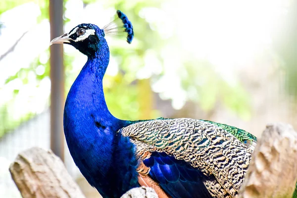 Pfau auf getrocknetem Ast im Vogelpark — Stockfoto