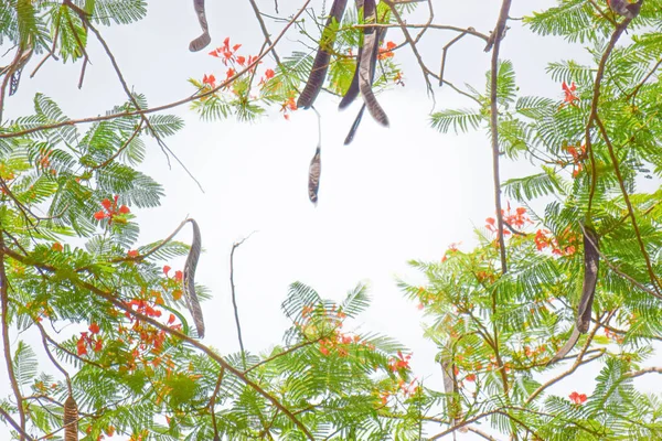 Flor roja en rama de árbol con suave luz solar en el cielo —  Fotos de Stock