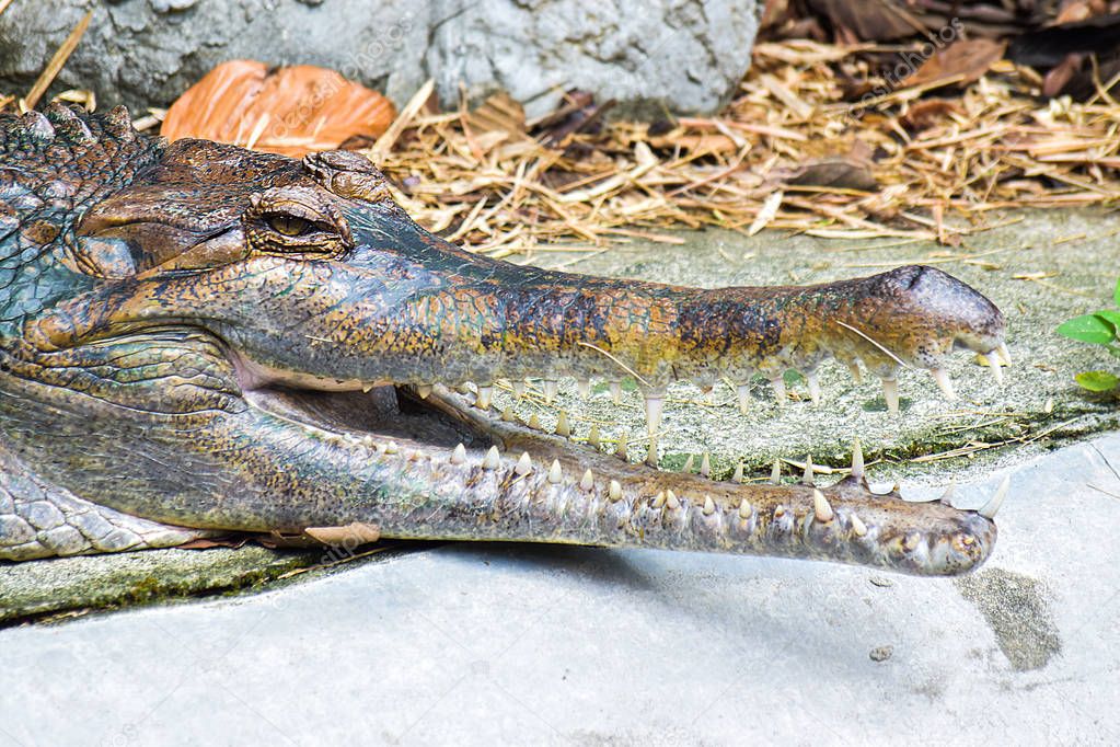 Saltwater or Estuarine Crocodile (crocodylus porosus) on concret