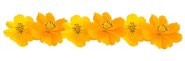 Yellow Flower White Background Close Clipping Paths Designs Decoration — Stock Photo, Image