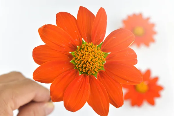 Fleur Orange Dans Main Homme Sur Fond Blanc Fermer Fleurs — Photo