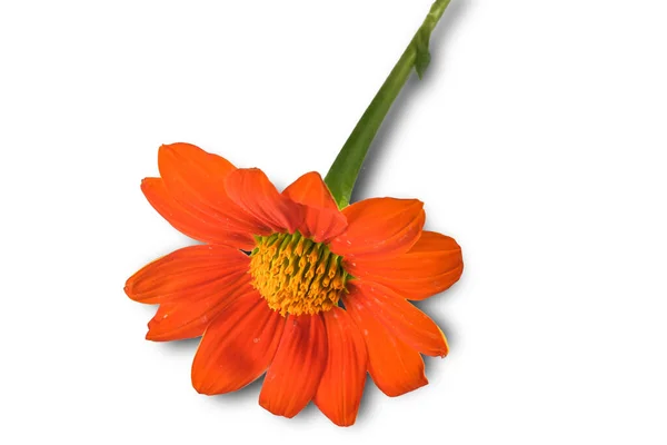 Orange Flower White Background Close Clipping Paths Designs Decoration — Stock Photo, Image