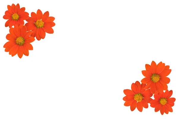 Orange Flower White Background Close Garden Flower — Stock Photo, Image