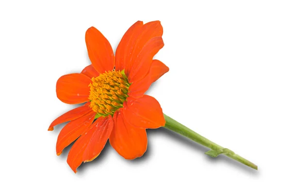 Orange Flower White Background Close Clipping Paths Designs Decoration — Stock Photo, Image