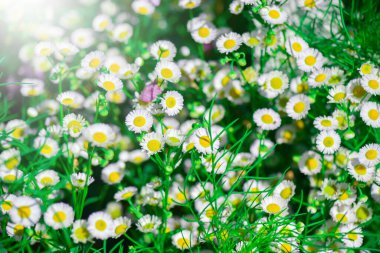 Dasie tarlasında yumuşak güneş ışığı olan beyaz desenler bahçede Beyaz Dasie çiçeklerine yakın plan dizayn için çiçek arkaplanı tasarım için çiçek arka plan konsepti seçici ve yumuşak odak.