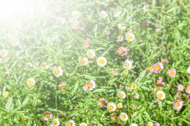 Dasie tarlasında yumuşak güneş ışığı olan beyaz desenler bahçede Beyaz Dasie çiçeklerine yakın plan dizayn için çiçek arkaplanı tasarım için çiçek arka plan konsepti seçici ve yumuşak odak.