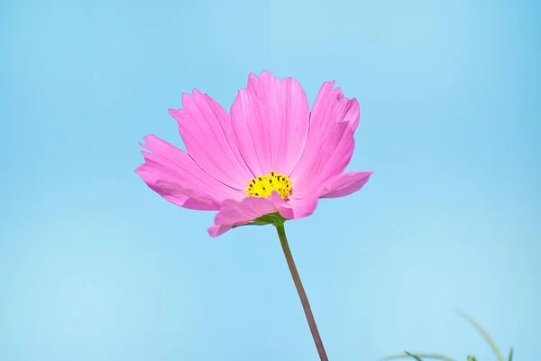 Fleur Cosmos Coloré Sur Ciel Bleu Cosmos Soufre Dans Jardin — Photo