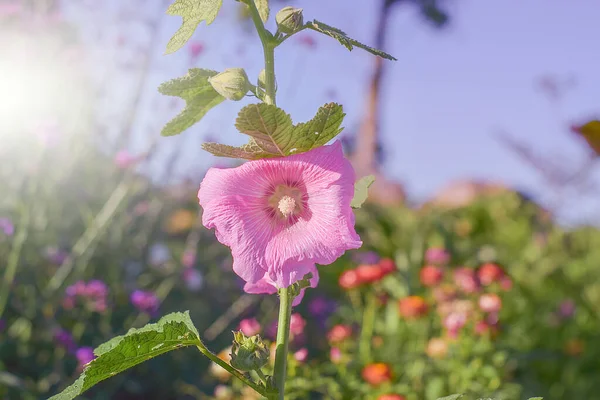 Pinkish flower with soft sunlight in garden, fresh flower on flower garden blur background