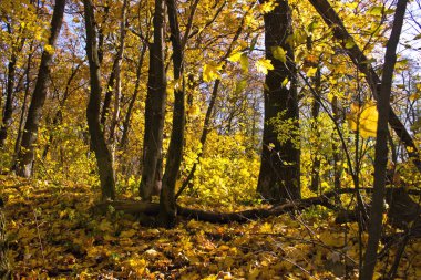 Parlak güneşli bir sonbahar orman