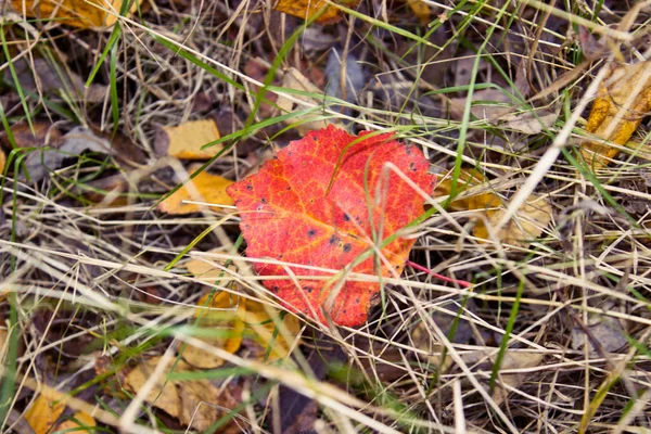 Folha de álamo vermelho na grama — Fotografia de Stock