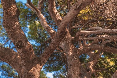 dağlarda Orman Peyzaj