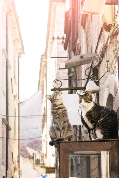 Кішки Которі Чорногорія — стокове фото