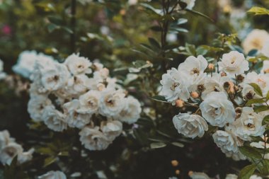 Bahçedeki beyaz yaban gülü. Pembe gül arka planı. Retro filtresi.