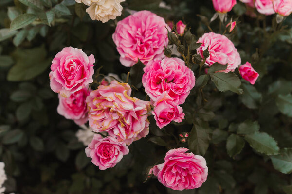 розовая дикая роза в саду. Розовые розы фон. Фильтр ретро
.