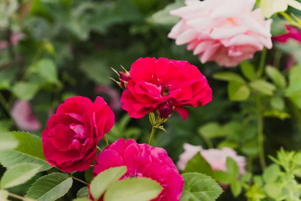 Bahçedeki kırmızı yaban gülü. Pembe gül arka planı. Retro filtresi.