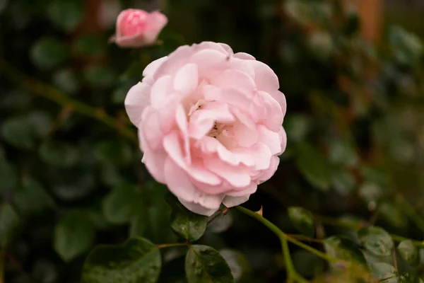 Rote Wildrose Garten Rosa Rosen Hintergrund Retro Filter — Stockfoto