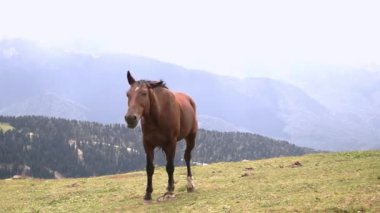 Çayır ya da dağlarda otlayan kahverengi bir at. Doğal manzarası çok güzel, yeşil çayır. 4K video.