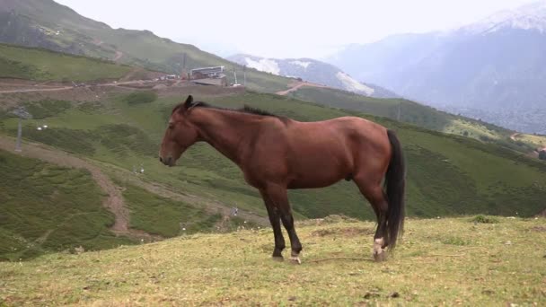 One Brown Horse Grazing Meadow Mountains Beautiful View Natural Landscape — Stock Video