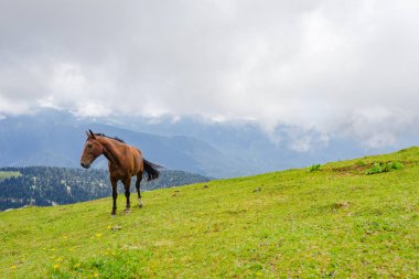 Dağ çevresinde yabani atlar otluyor. Güzel doğa arkaplanı