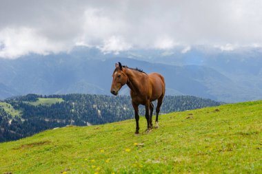 Dağ çevresinde yabani atlar otluyor. Güzel doğa arkaplanı