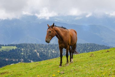 Dağ çevresinde yabani atlar otluyor. Güzel doğa arkaplanı