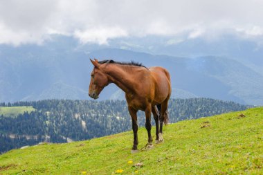 Dağ çevresinde yabani atlar otluyor. Güzel doğa arkaplanı