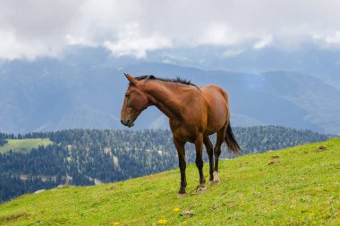 Dağ çevresinde yabani atlar otluyor. Güzel doğa arkaplanı