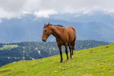 Dağ çevresinde yabani atlar otluyor. Güzel doğa arkaplanı