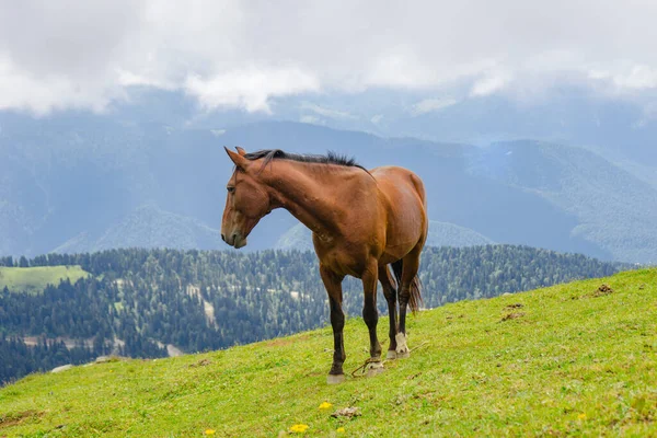 Dağ çevresinde yabani atlar otluyor. Güzel doğa arkaplanı