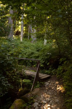 Dağlardaki orman manzarası. Vahşi yolculuk, açık hava macerası, kamp seyahati..
