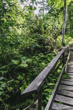 Dağlardaki orman manzarası. Vahşi yolculuk, açık hava macerası, kamp seyahati..