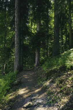 Dağlardaki orman manzarası. Vahşi yolculuk, açık hava macerası, kamp seyahati..
