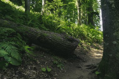 Dağlardaki orman manzarası. Vahşi yolculuk, açık hava macerası, kamp seyahati..