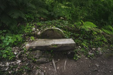 Dağlardaki orman manzarası. Vahşi yolculuk, açık hava macerası, kamp seyahati..