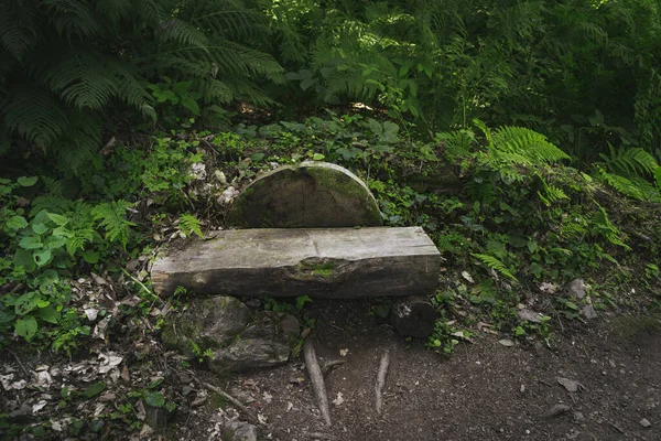 Dağlardaki orman manzarası. Vahşi yolculuk, açık hava macerası, kamp seyahati..