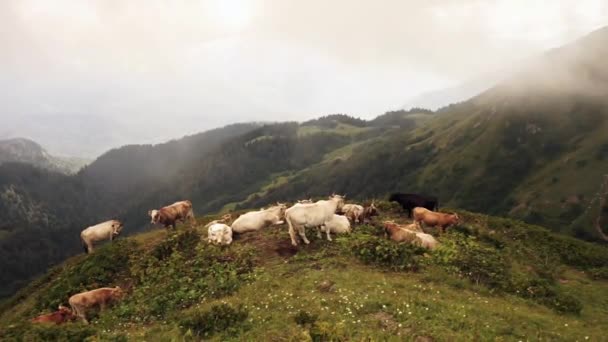 Pasoucí Krávy Horách Stádo Krav Jde Pastviny Sýrárna Vysočině Ekologická — Stock video