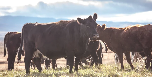 Angus cattle in the field