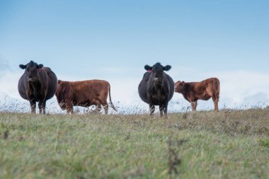 Tarlada Angus Sığırı