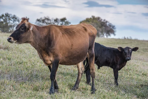 Angus Cattle in field