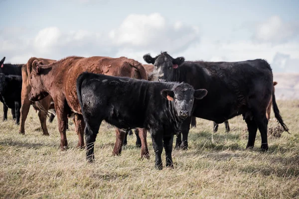 Angus Cattle in field