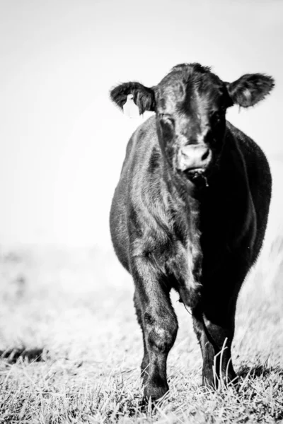 Angusrinder Auf Dem Feld — Stockfoto