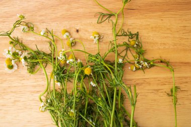 Bu bitkinin ana özellikleri antienflamatuar, antialerjik, antibakteriyel ve yatıştırıcıdır..