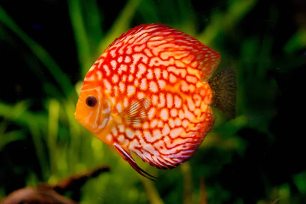 discus fish in aquarium, tropical fish. Symphysodon discus from Amazon river. Blue diamond, snakeskin, red turquoise and more