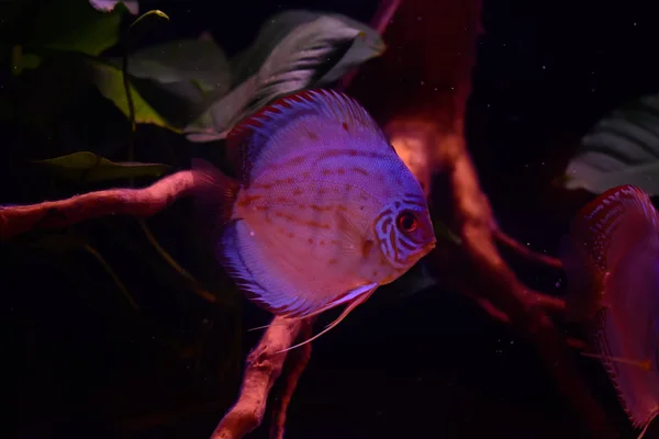 Diskusfische Aquarium Tropische Fische Symphysodon Discus Aus Dem Amazonas Blauer — Stockfoto